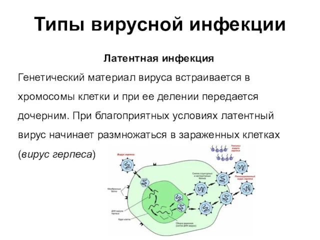 Типы вирусной инфекции Латентная инфекция Генетический материал вируса встраивается в