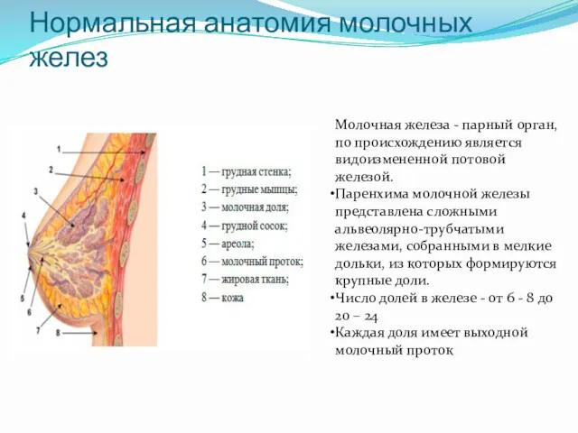 Нормальная анатомия молочных желез Молочная железа - парный орган, по