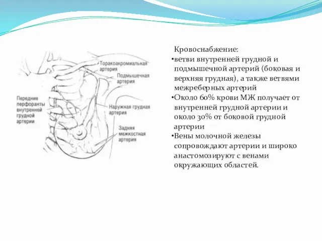 Кровоснабжение: ветви внутренней грудной и подмышечной артерий (боковая и верхняя