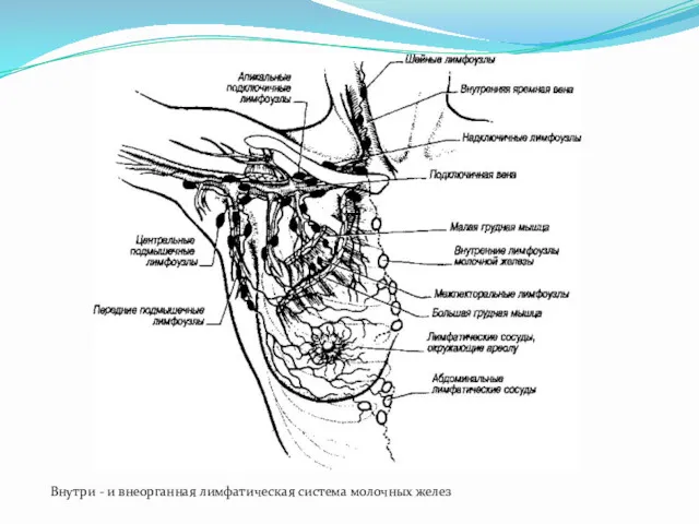 Внутри - и внеорганная лимфатическая система молочных желез
