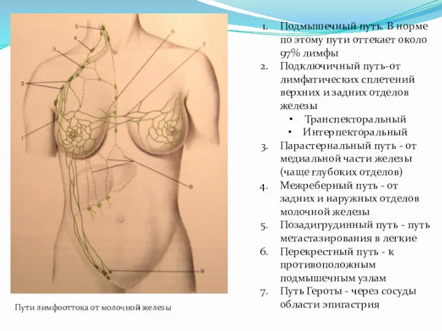 Пути лимфооттока от молочной железы Подмышечный путь. В норме по