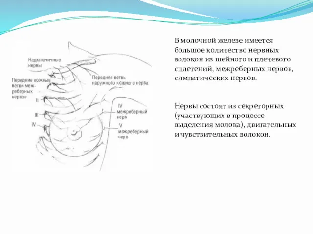 В молочной железе имеется большое количество нервных волокон из шейного