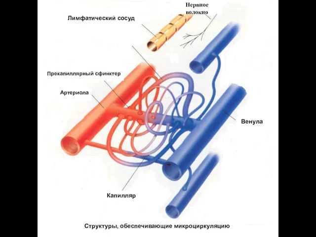 Лимфатический сосуд Нервное волокно Венула Артериола Прекапиллярный сфинктер Капилляр Структуры, обеспечивающие микроциркуляцию
