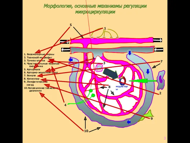 Морфология, основные механизмы регуляции микроциркуляции 1. Вазомоторные нервы 2. Тканевой