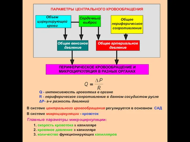 ПАРАМЕТРЫ ЦЕНТРАЛЬНОГО КРОВООБРАЩЕНИЯ ПЕРИФЕРИЧЕСКОЕ КРОВООБРАЩЕНИЕ И МИКРОЦИРКУЛЯЦИЯ В РАЗНЫХ ОРГАНАХ