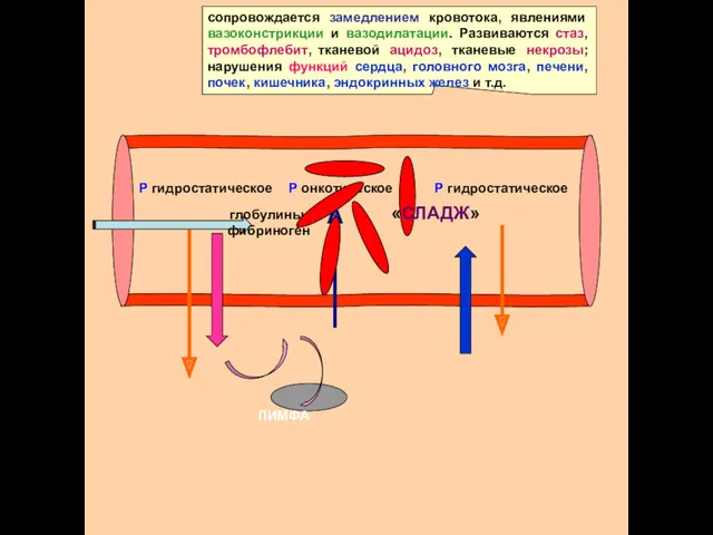 Р гидростатическое Р гидростатическое Р онкотическое ЛИМФА глобулины, фибриноген ВНУТРИСОСУДИСТЫЕ