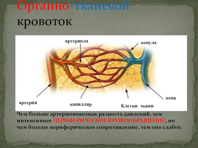 Органно-тканевой кровоток Чем больше артериовенозная разность давлений, тем интенсивнее ПЕРИФЕРИЧЕСКОЕ