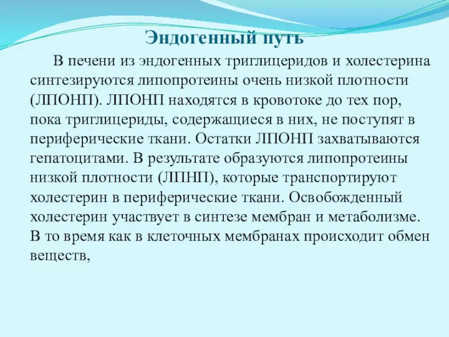 Эндогенный путь В печени из эндогенных триглицеридов и холестерина синтезируются