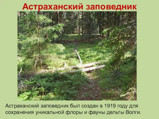 Астраханский заповедник Астраханский заповедник был создан в 1919 году для сохранения уникальной флоры