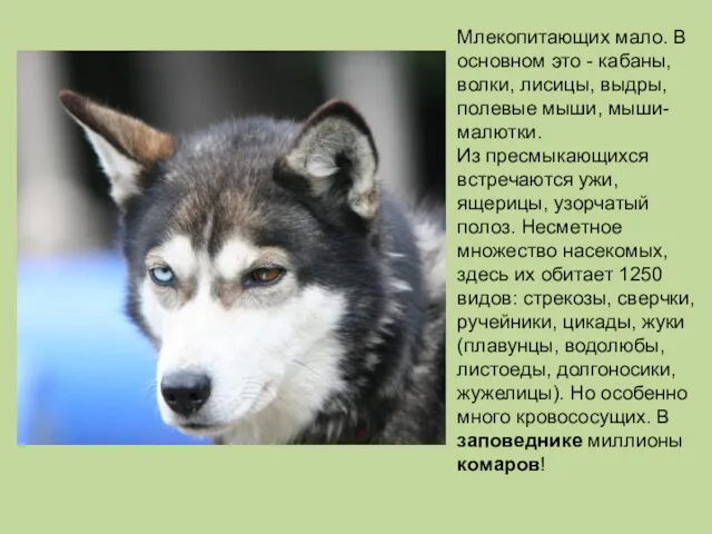 Млекопитающих мало. В основном это - кабаны, волки, лисицы, выдры, полевые мыши, мыши-малютки.