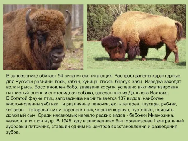 В заповеднике обитает 54 вида млекопитающих. Распространены характерные для Русской