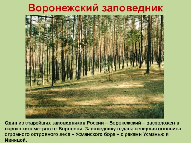 Один из старейших заповедников России – Воронежский – расположен в