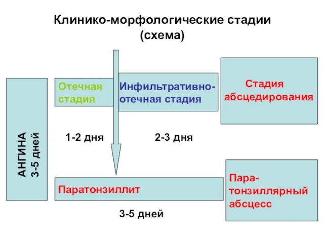 Клинико-морфологические стадии (схема) Отечная стадия Инфильтративно- отечная стадия Стадия абсцедирования