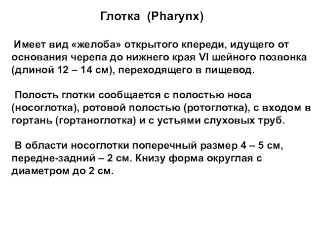 Глотка (Pharynx) Имеет вид «желоба» открытого кпереди, идущего от основания