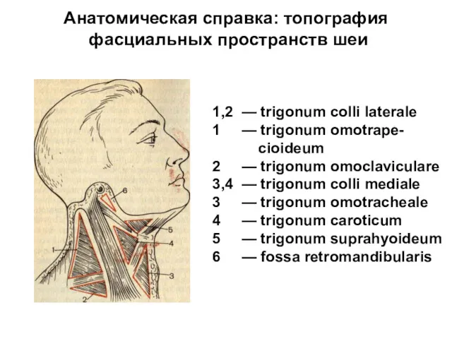 Анатомическая справка: топография фасциальных пространств шеи 1,2 — trigonum colli