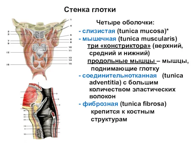 Четыре оболочки: - слизистая (tunica mucosa)* - мышечная (tunica muscularis)
