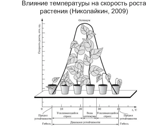 Влияние температуры на скорость роста растения (Николайкин, 2009)