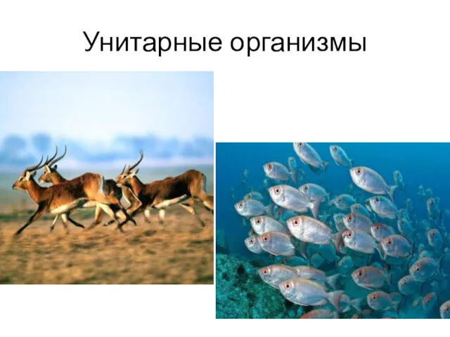 Унитарные организмы