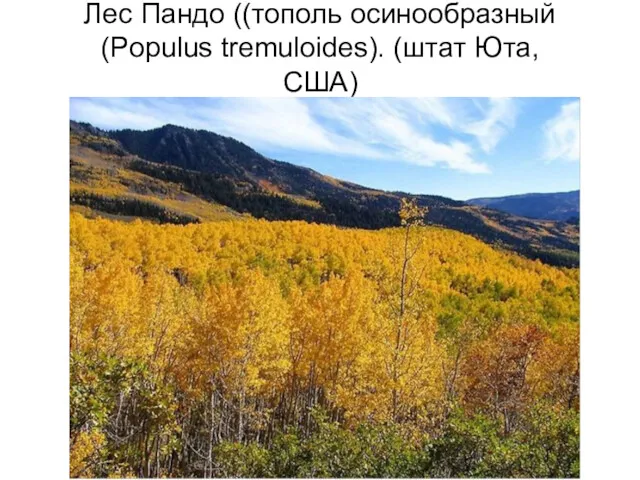 Лес Пандо ((тополь осинообразный (Populus tremuloides). (штат Юта, США)