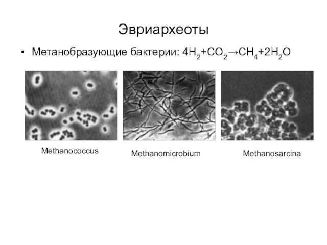 Эвриархеоты Метанобразующие бактерии: 4H2+CO2→CH4+2H2O Methanococcus Methanomicrobium Methanosarcina