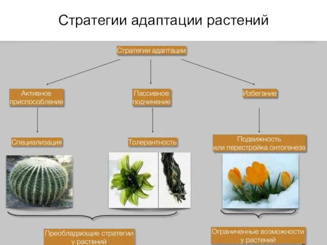 Стратегии адаптации растений