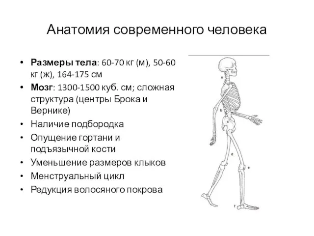 Анатомия современного человека Размеры тела: 60-70 кг (м), 50-60 кг