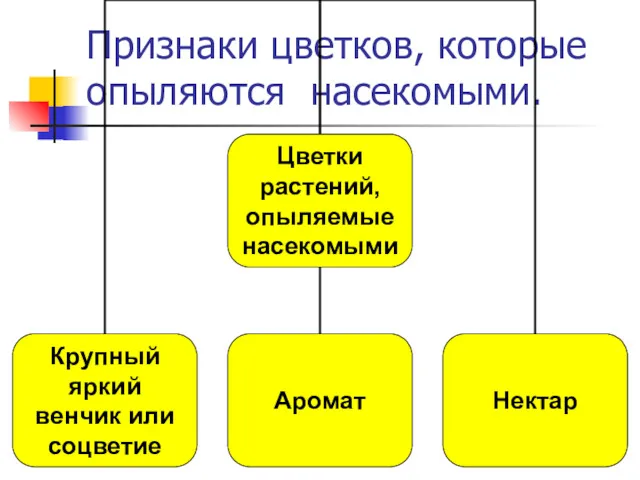 Признаки цветков, которые опыляются насекомыми.