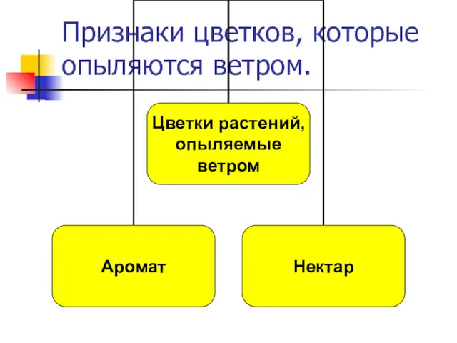 Признаки цветков, которые опыляются ветром.