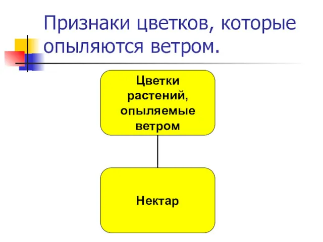 Признаки цветков, которые опыляются ветром.