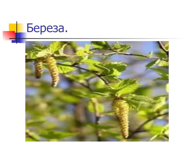 Береза.