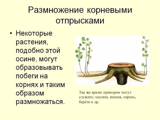 Так же ярким примером могут служить: малина, вишня, сирень, берёза и др.