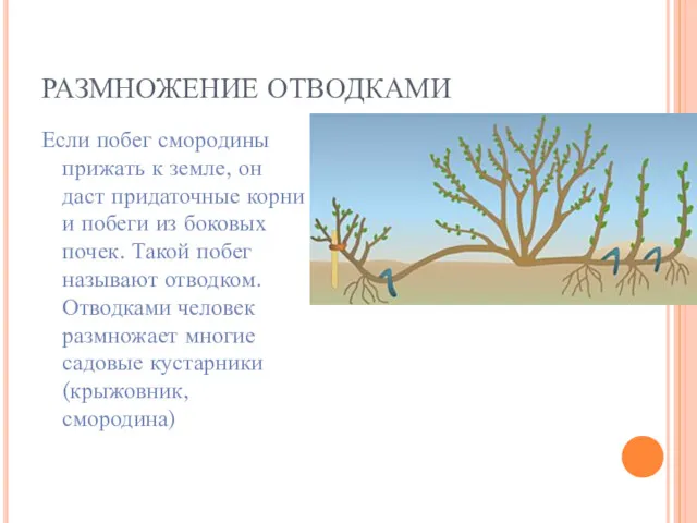 РАЗМНОЖЕНИЕ ОТВОДКАМИ Если побег смородины прижать к земле, он даст