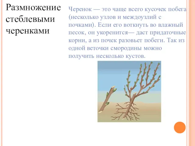 Размножение стеблевыми черенками Черенок — это чаще всего кусочек побега