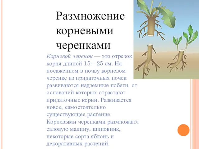 Размножение корневыми черенками Корневой черенок — это отрезок корня длиной