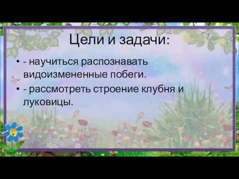 Цели и задачи: - научиться распознавать видоизмененные побеги. - рассмотреть строение клубня и луковицы.