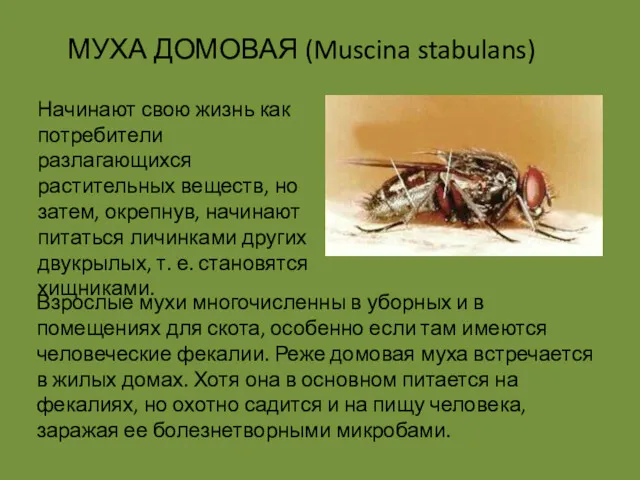 МУХА ДОМОВАЯ (Muscina stabulans) Взрослые мухи многочисленны в уборных и