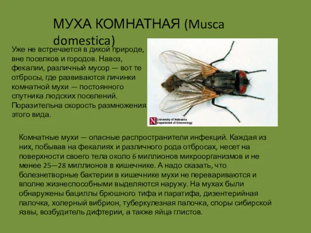 Комнатные мухи — опасные распространители инфекций. Каждая из них, побывав