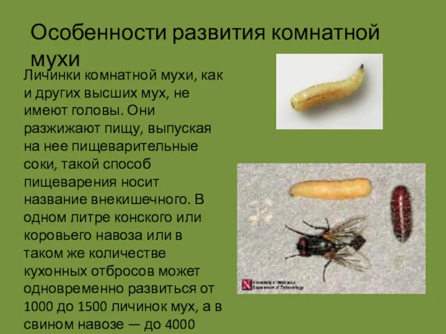 Личинки комнатной мухи, как и других высших мух, не имеют