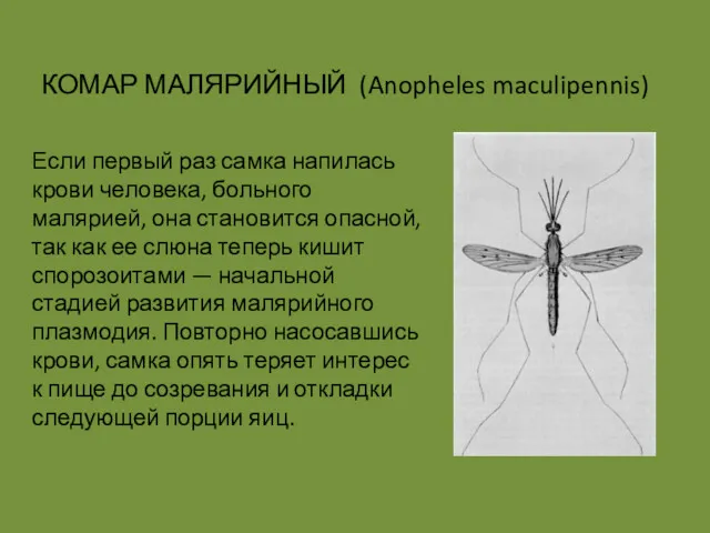 Если первый раз самка напилась крови человека, больного малярией, она