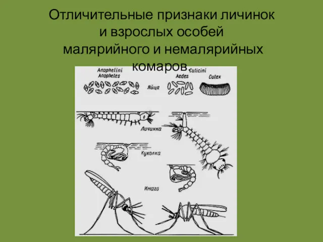 Отличительные признаки личинок и взрослых особей малярийного и немалярийных комаров.