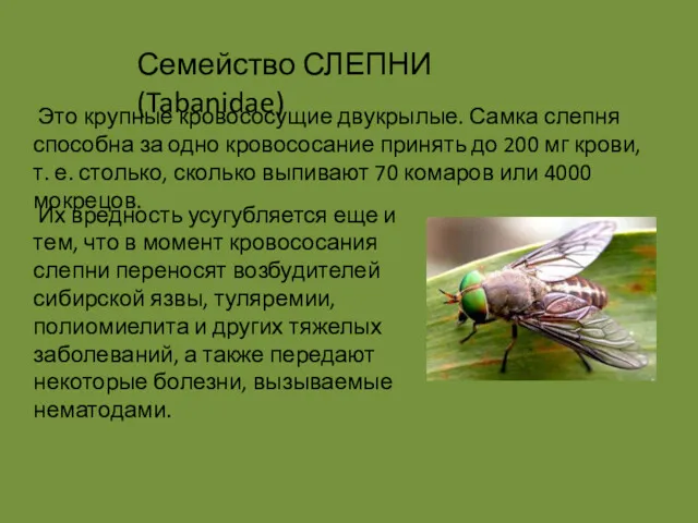 Это крупные кровососущие двукрылые. Самка слепня способна за одно кровососание