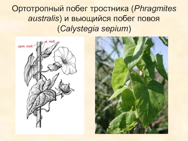 Ортотропный побег тростника (Phragmites australis) и вьющийся побег повоя (Calystegia sepium)