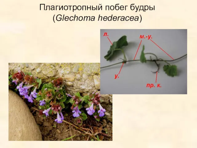 Плагиотропный побег будры (Glechoma hederacea)