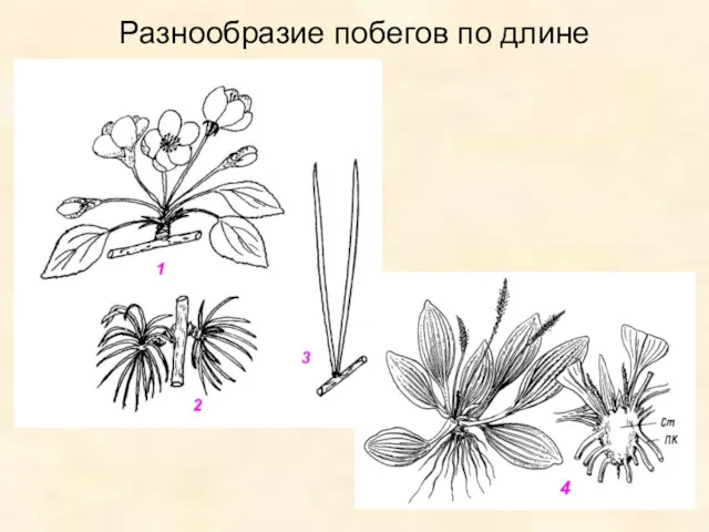 Разнообразие побегов по длине