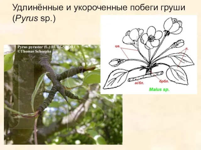 Удлинённые и укороченные побеги груши (Pyrus sp.)