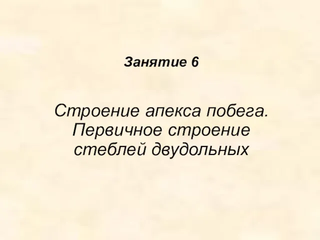 Занятие 6 Строение апекса побега. Первичное строение стеблей двудольных