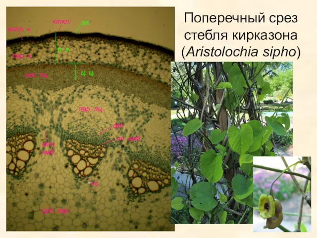 Поперечный срез стебля кирказона (Aristolochia sipho)