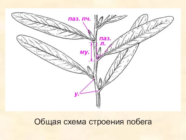 Общая схема строения побега