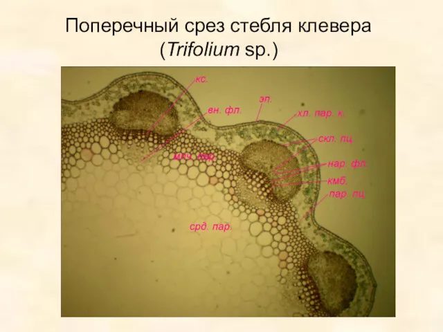 Поперечный срез стебля клевера (Trifolium sp.)