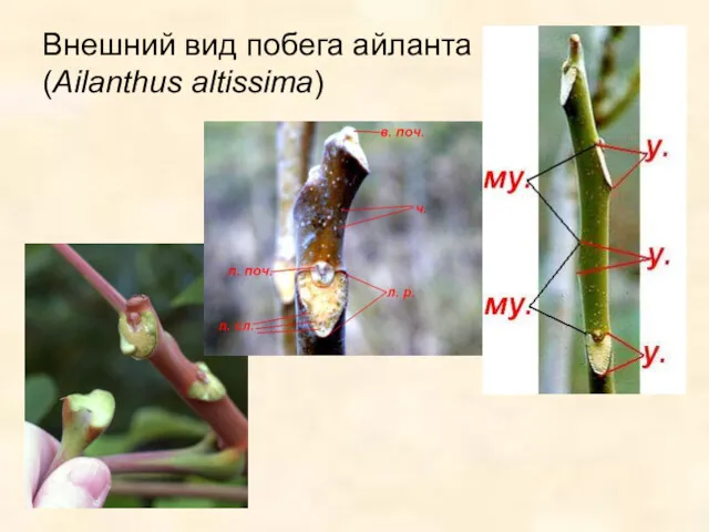 Внешний вид побега айланта (Ailanthus altissima)